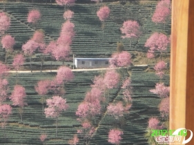 南涧无量山樱花谷