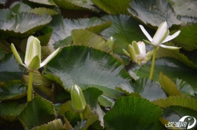 【原创】莲儿开在正盛夏时