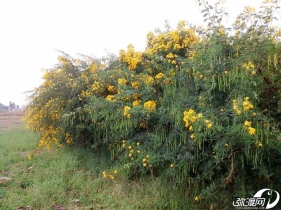 这个我们叫鸡蛋花，你们叫什么？