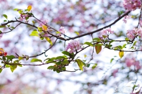 花团锦簇