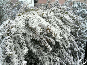 【来自朋友】今天好多地方都下雪了，我我发几个个朋友们与我分享的