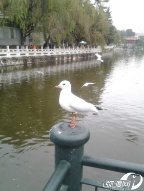 要是弥渡也有海鸥该有多好啊