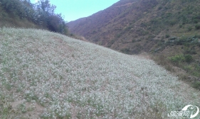 【原创】这个季节你还能见到多少花？