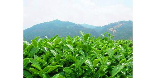 南涧县打造茶产业给力美丽乡村建设