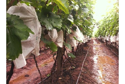 寅街镇种植葡萄产业总产值将超2000万元