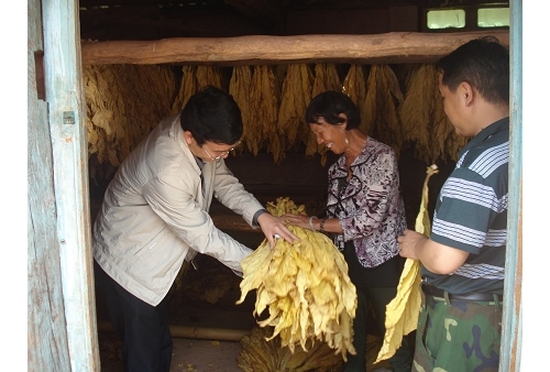 弥渡县加强烟叶生产工作