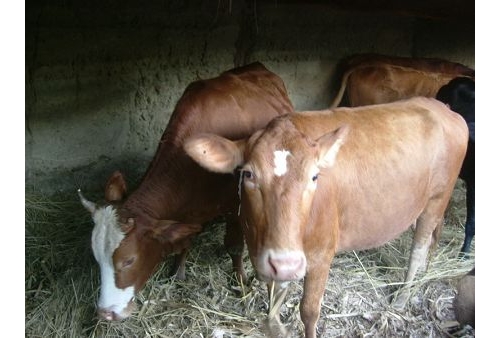 寅街镇肉牛产值2000万元  促进村民致富