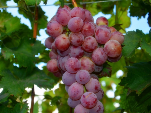 专访致富农户  走进寅街镇葡萄产业园区