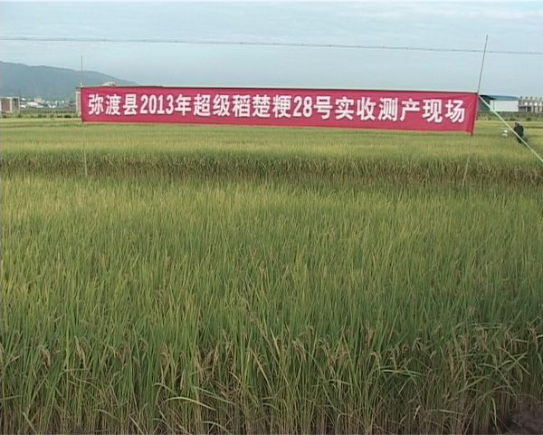 弥渡县2013年超级稻楚粳28号通过验收