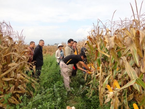 弥渡县2013年玉米产量超过省、部级下创建示范指标