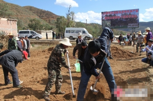 弥渡总投资3635.62万元薄壳山核桃示范基地建设启动