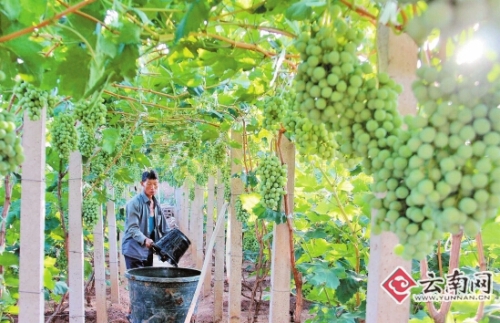 弥渡葡萄种植渐成规模